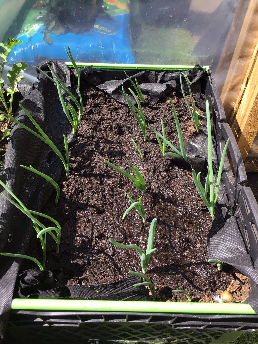 At the beginning of May in our #StGerardsScience and #StGerardsOutdoorLearning session, Class 2 planted spring onion bulbs hoping they would grow. We have been watering them and looking after them for the past month and today we got to harvest and taste them.