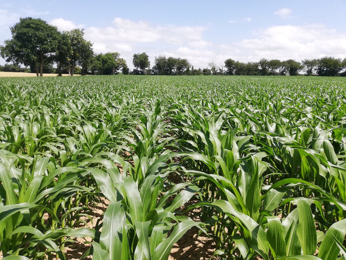 Laurent Loncle tweet media