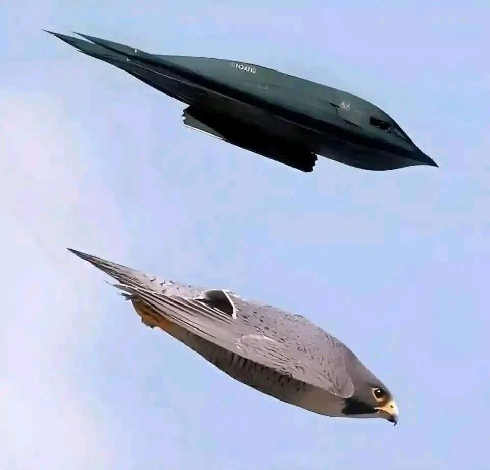 Deultimatecutz's tweet photo. The stealth aircraft bomber, the B-2 Spirit, that attacked Iran's nuclear sites last night is one of the most advanced flying machines ever built. 
It is reportedly worth about $2.1 billion
The stealth aircraft can traverse continents at incredible speeds without being detected. https://t.co/c4hqsFjXlv