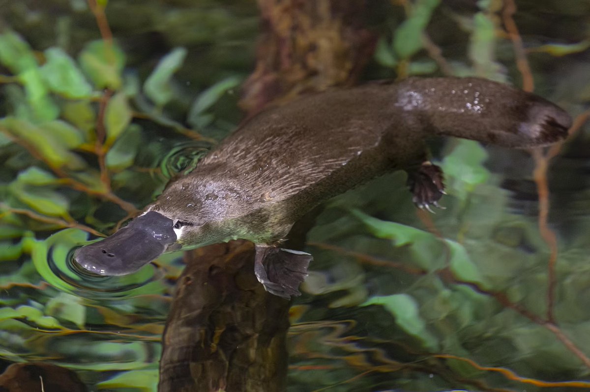 World Association Zoos & Aquariums (@waza) on Twitter photo The platypus is one of Australia’s most distinctive mammals. Listed as Near Threatened, it faces threats from climate change & habitat loss.
A new facility by <a href="/tarongazoo/">Taronga Zoo</a> with <a href="/sandiegozoo/">San Diego Zoo Wildlife Alliance</a>, is leading rescue and breeding efforts to protect the species.
👉f.mtr.cool/iqbxrkmvtj The platypus is one of Australia’s most distinctive mammals. Listed as Near Threatened, it faces threats from climate change & habitat loss.
A new facility by <a href="/tarongazoo/">Taronga Zoo</a> with <a href="/sandiegozoo/">San Diego Zoo Wildlife Alliance</a>, is leading rescue and breeding efforts to protect the species.
👉f.mtr.cool/iqbxrkmvtj