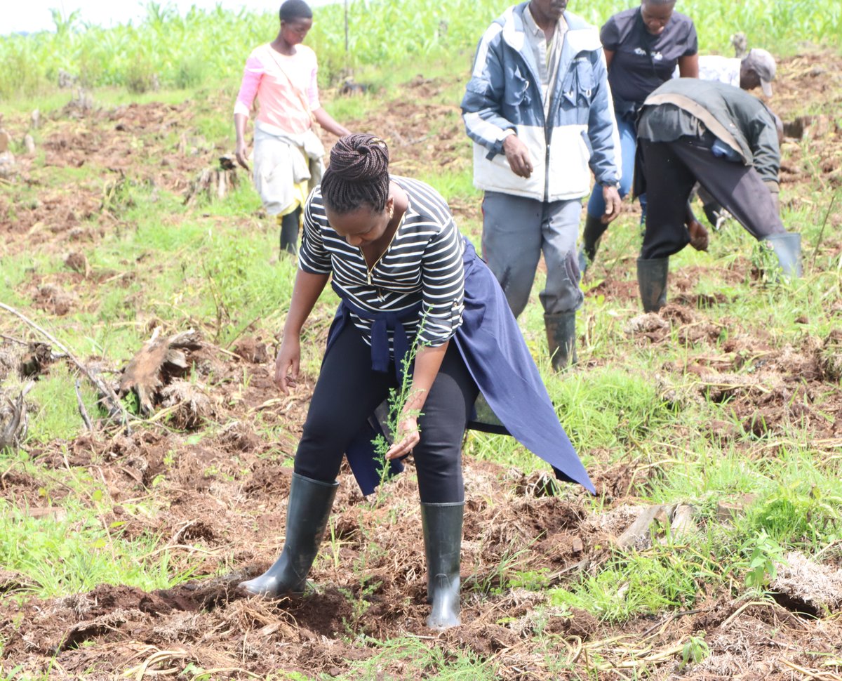 The Privatization Commission recently took part in a tree planting initiative in Sorget Forest, Kericho County. The tree planting activities are part of the Commission’s Corporate Social Responsibility that seeks to enhance forest cover and contribute to the Government’s goal of
