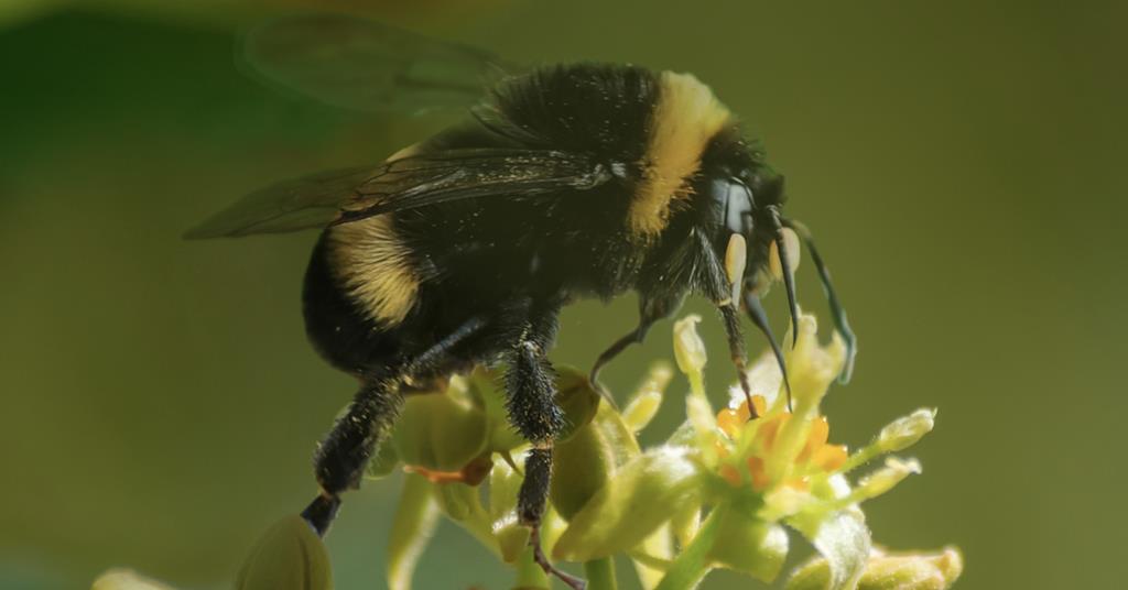 Biobest trials show bumblebees improve avocado yields ow.ly/J6Cu106cFBr