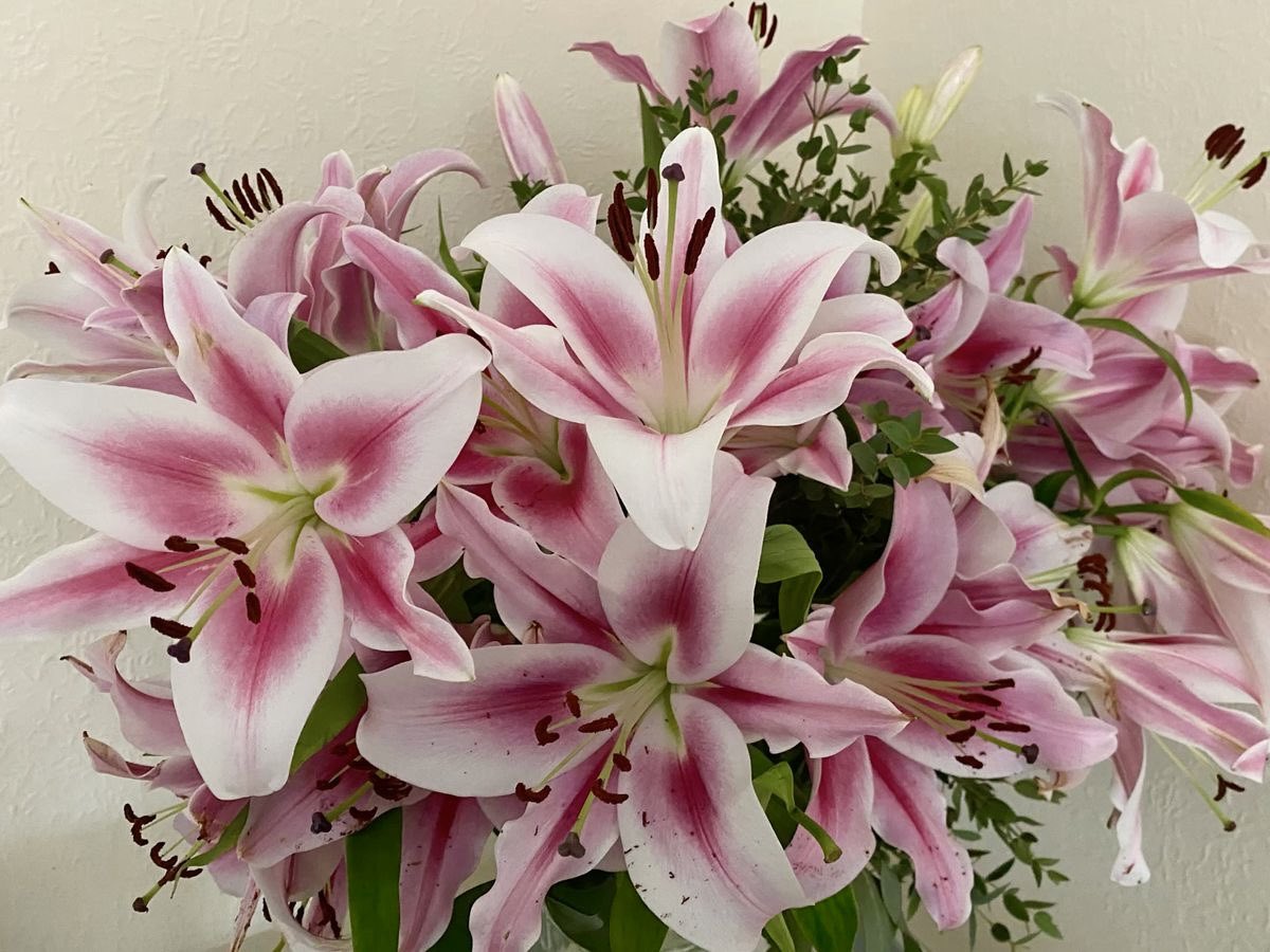 pink lilies ❀₊˚⊹
