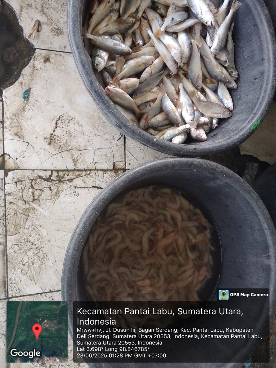 ELuhkan's tweet photo. Senin (23/06/2025), EkoSantoso-LuhkanDeliSerdang, KUB Bagan Sehati, TPI Bagan Serdang#produksi tangkap ;  Ud Swallow  2kg, Ud Putih 2kg, Ud Halus 4kg, Lidah 4kg, Rajungan 2kg, Gulama 6kg; harga lelang,#GiatLuhkanSatmingkalMedan#LuhLapor
#KabDeliSerdang
@bppsdm_bp3Medan
@pusluhkp https://t.co/ZM1XXE1l9h