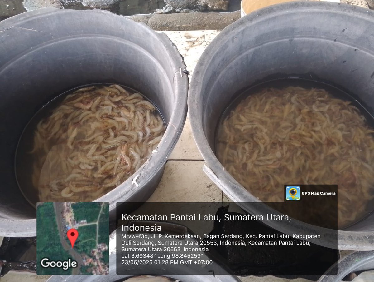 ELuhkan's tweet photo. Senin (23/06/2025), EkoSantoso-LuhkanDeliSerdang, KUB Bagan Sehati, TPI Bagan Serdang#produksi tangkap ;  Ud Swallow  2kg, Ud Putih 2kg, Ud Halus 4kg, Lidah 4kg, Rajungan 2kg, Gulama 6kg; harga lelang,#GiatLuhkanSatmingkalMedan#LuhLapor
#KabDeliSerdang
@bppsdm_bp3Medan
@pusluhkp https://t.co/ZM1XXE1l9h