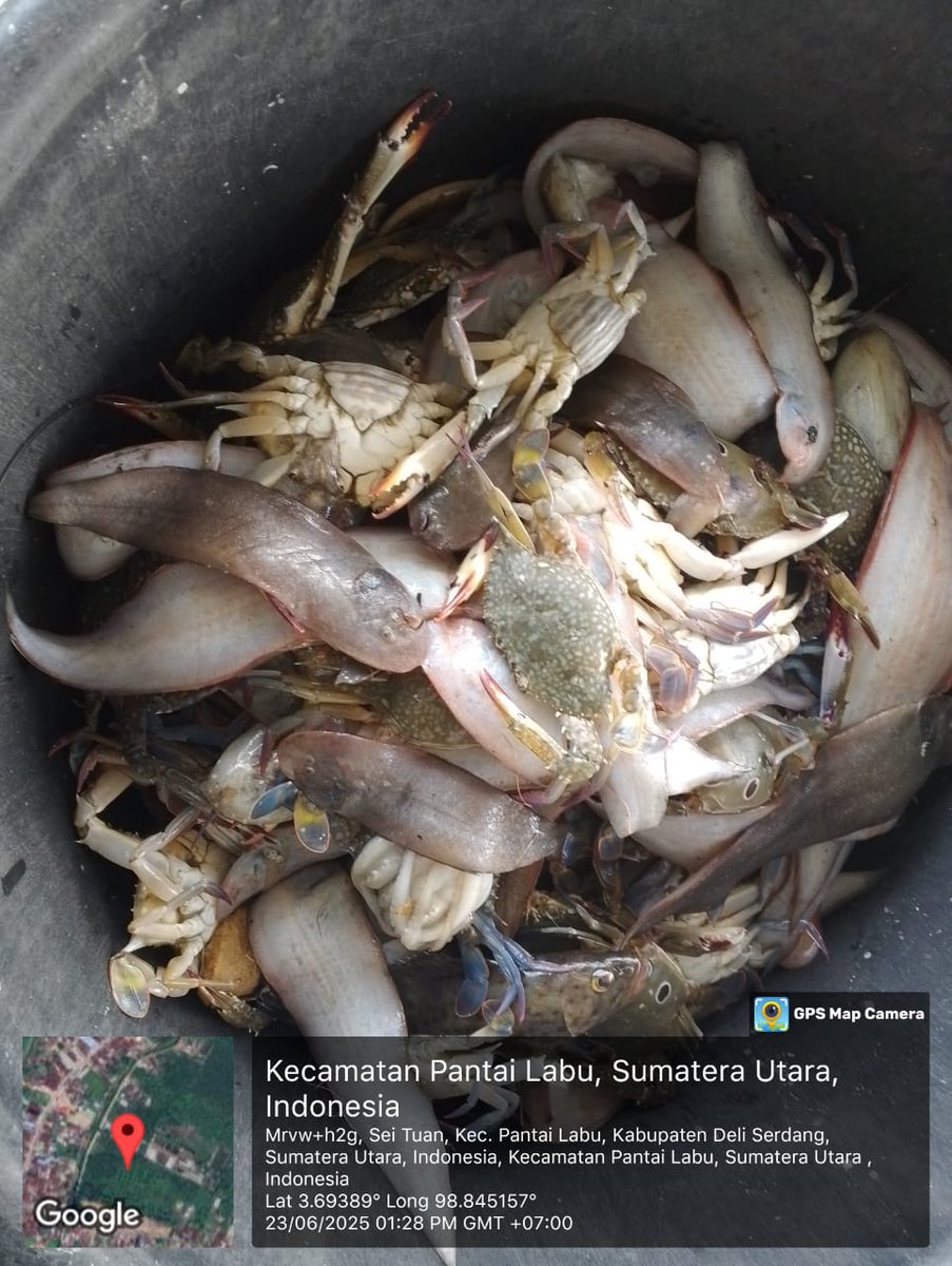 ELuhkan's tweet photo. Senin (23/06/2025), EkoSantoso-LuhkanDeliSerdang, KUB Bagan Sehati, TPI Bagan Serdang#produksi tangkap ;  Ud Swallow  2kg, Ud Putih 2kg, Ud Halus 4kg, Lidah 4kg, Rajungan 2kg, Gulama 6kg; harga lelang,#GiatLuhkanSatmingkalMedan#LuhLapor
#KabDeliSerdang
@bppsdm_bp3Medan
@pusluhkp https://t.co/ZM1XXE1l9h