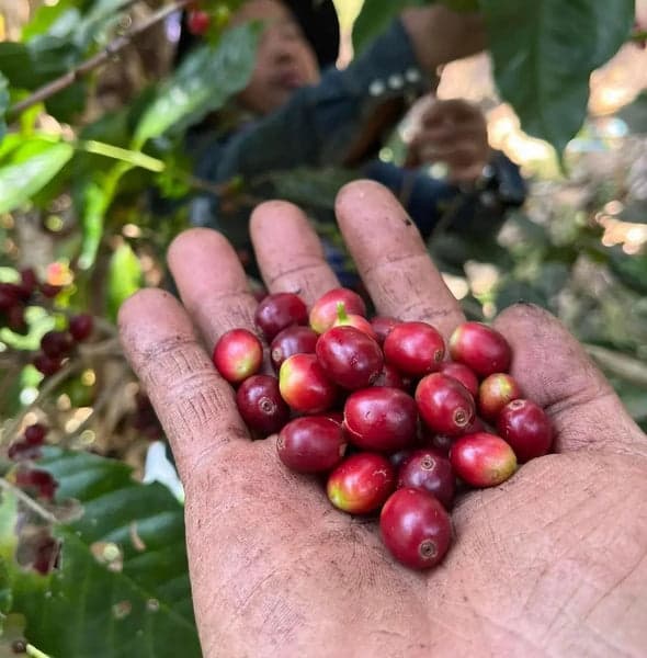 I hope the current rush into coffee farming especially among robusta coffee growers isn’t just because of the recent price surge. Coffee prices have always gone up and down. Love the crop, stay patient, and nurture it without panic.consistency will win in the long run.