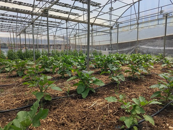 ☀️🌱Last week, REGACE’s Italian partners kicked off a new planting cycle of eggplants and tomatoes at the Fattoria Solidale del Circeo pilot greenhouse. We can’t wait to see the results. 👉regaceproject.com/technology/ #EU #Italy #AgriPV #Greenhouse #Solar #Energy