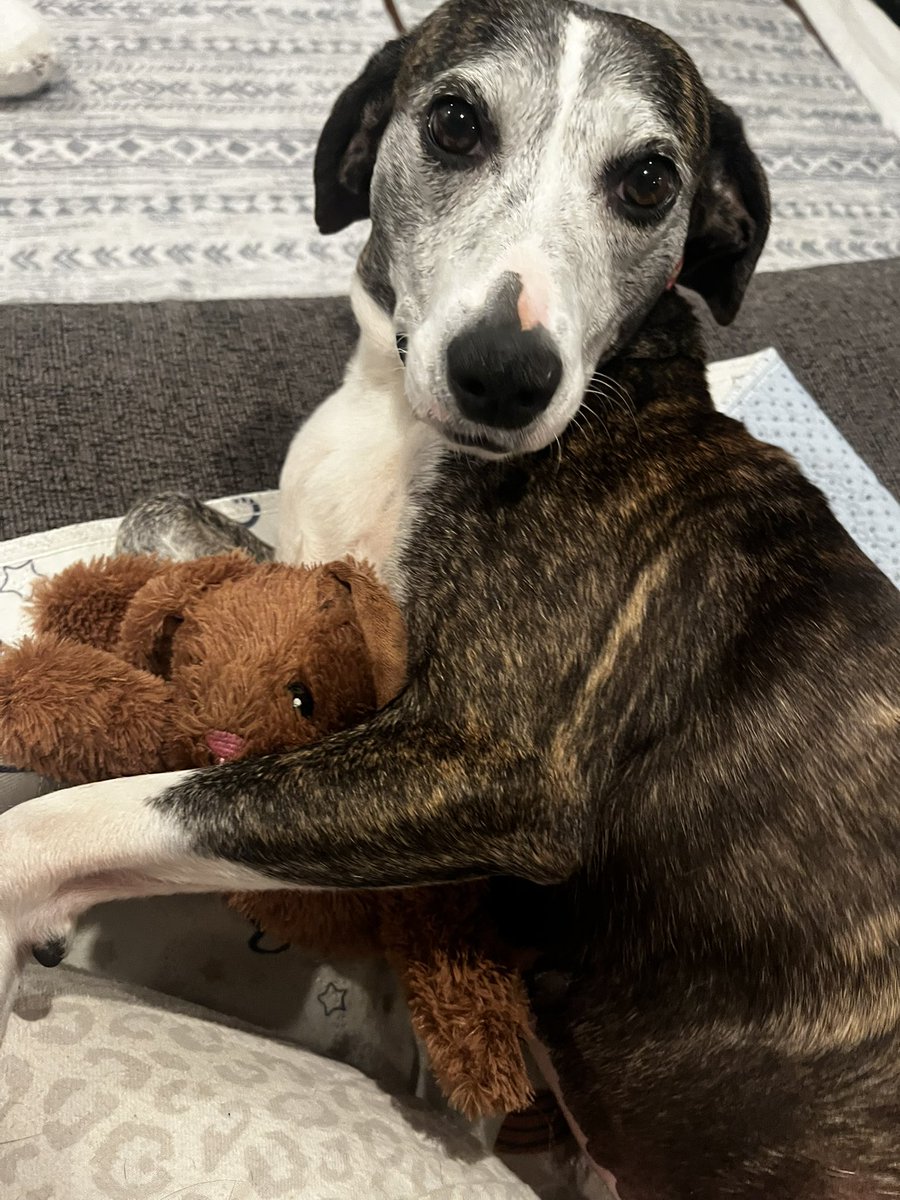 Look at this sweet lady hoping her person sees her!
Daisy is about 10, 38 lbs, the perfect mix of cuddles &amp; activity buddy!
Good with other pups (no 🐱) and truly would make an amazing companion!
Adoption fee sponsored!
Nationwide transport available!