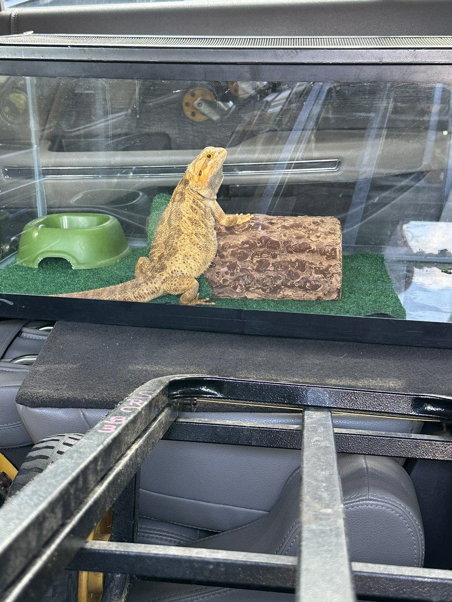 Nicole Carroll (@nickiccarroll) on Twitter photo #CampBane25 has some friends visiting this week from the science resource center! <a href="/CyFairISD/">Cypress-Fairbanks ISD</a> #CampBane25 has some friends visiting this week from the science resource center! <a href="/CyFairISD/">Cypress-Fairbanks ISD</a>