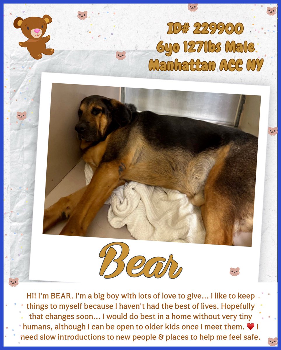 ATTENTION GERMAN SHEPHERD LOVERS ⚠️ 
BEAR 🩵  #229900  6yr old Boy 🩵. NYCACC 
Very beautiful GS boy in need of a loving forever 
home 🏡 Obviously dumped by owner and hasn't 
had a good life 💔 Afraid and heartbroken 💔 
He deserves to be loved!!
#Adopt
#Foster
#Pledge4Rescue 🏡