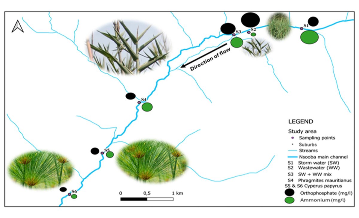 BOKU_IHG's tweet image. Our new study from Uganda Lubigi wetland highlights wetlands as nature-based solutions in wastewater and stormwater treatment, but are ineffective when overloaded. Congrats to Flavia Byekwaso, Thomas Hein, Gabriele Weigelhofer, and other co-authors
doi.org/10.3390/w17121…