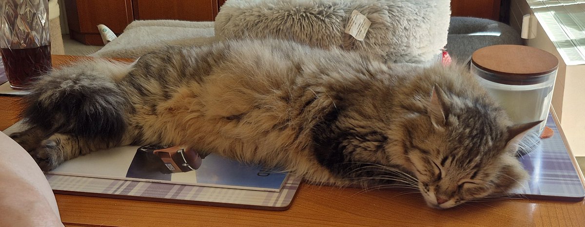 Wir dürfen ja eigentlich nicht auf den Tisch (theoretisch 😉), aber Princess Tiffy ist noch platt von der Hitze gestern, da machen wir mal - ausnahmsweise (🫣😄) - heute 🙄 eine Ausnahme.....🫣🤦‍♂️🤷‍♂️😄 meint der Dosi....
#nordstadtkatzen