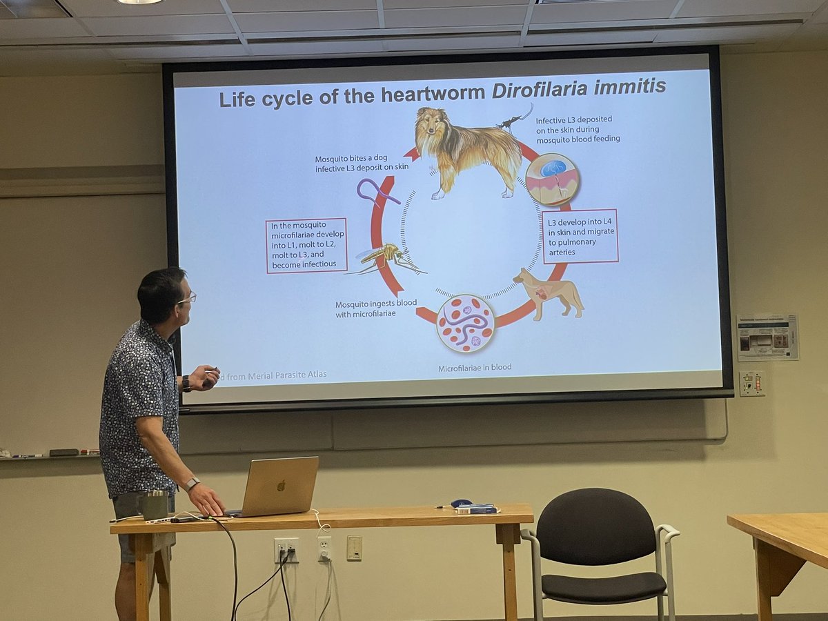 Second lecture for the day focusing on heart worms

“…stuff happens in the mosquito…” according to this life cycle.

#MBLBoP2025