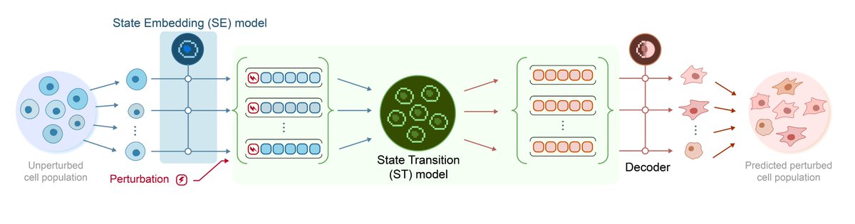 davey_burke's tweet image. Excited to announce Arc Institute's first virtual cell model: State. Reliably predicting cellular responses to drug and genetic interventions is arguably the next frontier in AI & biology.
arcinstitute.org/manuscripts/St…
arcinstitute.org/news/virtual-c…