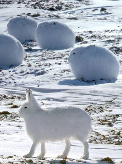 hello all. the vibe of the week is arctic hares transforming from spheres to rectangles