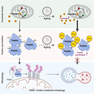 Mitochondrial fumarate inhibits Parkin-mediated mitophagy dlvr.it/TLWFgR