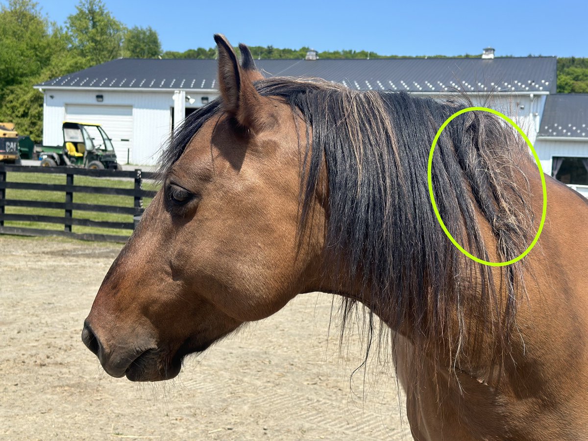 Have you ever seen these knots before? They're called fairy knots! Legend has it that at night, fairies search for horses to ride. Once they choose one, they twist the mane so they can hold onto the horse and ride all through the night #InternationalFairyDay 🧚