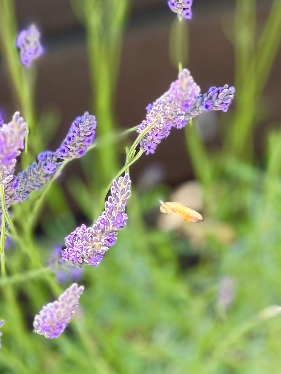 Linda65877420's tweet image. happy Monday ! 😁👏

Let’s see your First Days of Summer captures!🌺

#FirstDaysOfSummer