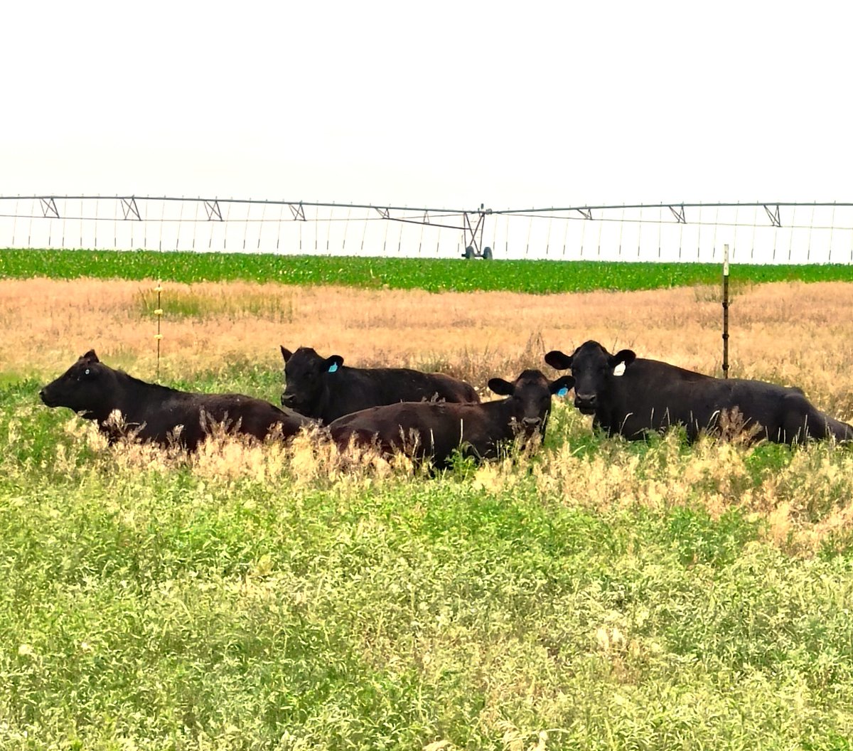 This is Isabella and her boys. One is her actual calf, two are "grafted". 
Miss Izzy is a 3/4 Jersey 1/4 Angus nurse cow. She raises at least 2 grafted calves per year.
Miss Izzy and her boys are on a separate 15 acre pasture and get grain supplement daily.
