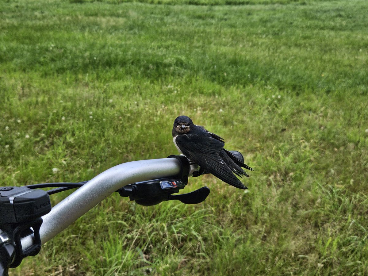 Ja, maar ik wil bij jou blijven!

#voedermoeder #BeleefDeLente #Boerenzwaluw