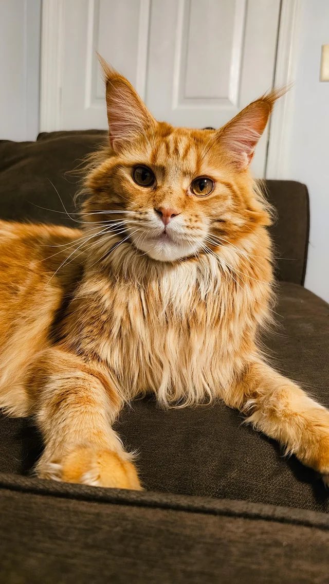 Өнөөдөр Maine coon гэх үзэсгэлэнт үйлдрийн зулзагатай боллоо 💕 (том болоод ийм болно)