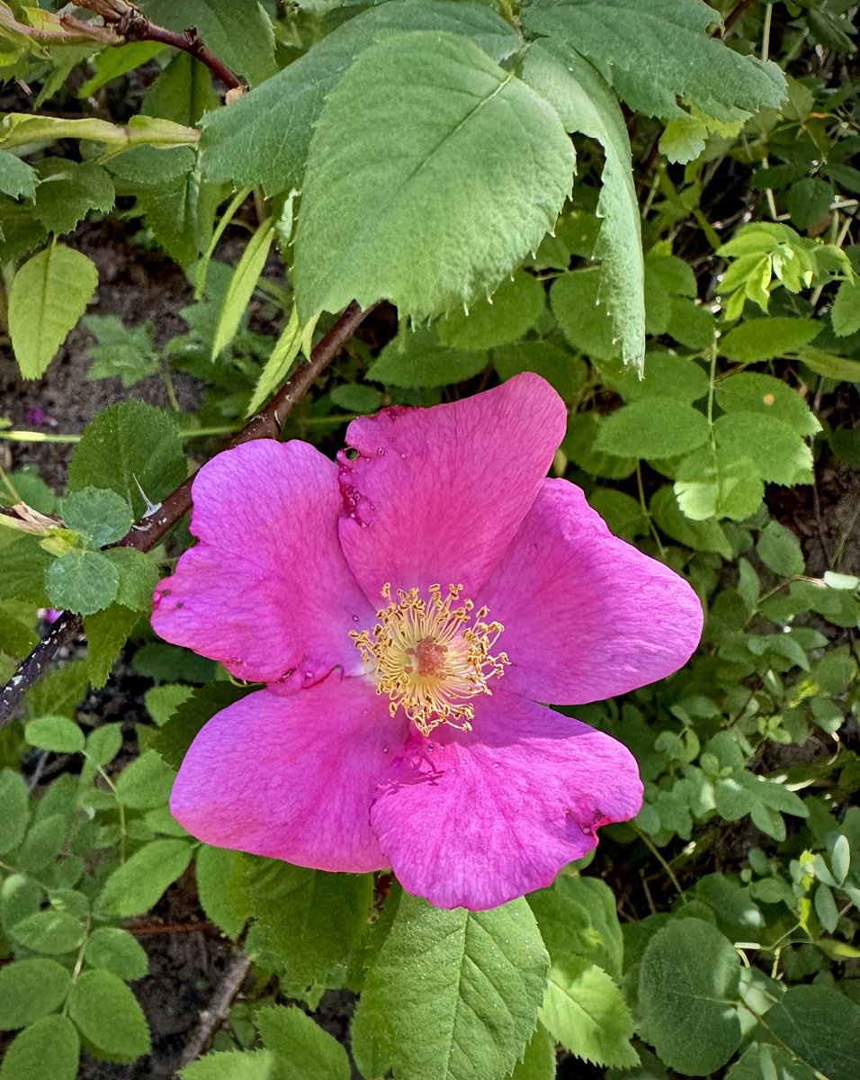 DMiller52325459's tweet image. Let’s see your First Days of Summer captures!🌺

#FirstDaysOfSummer