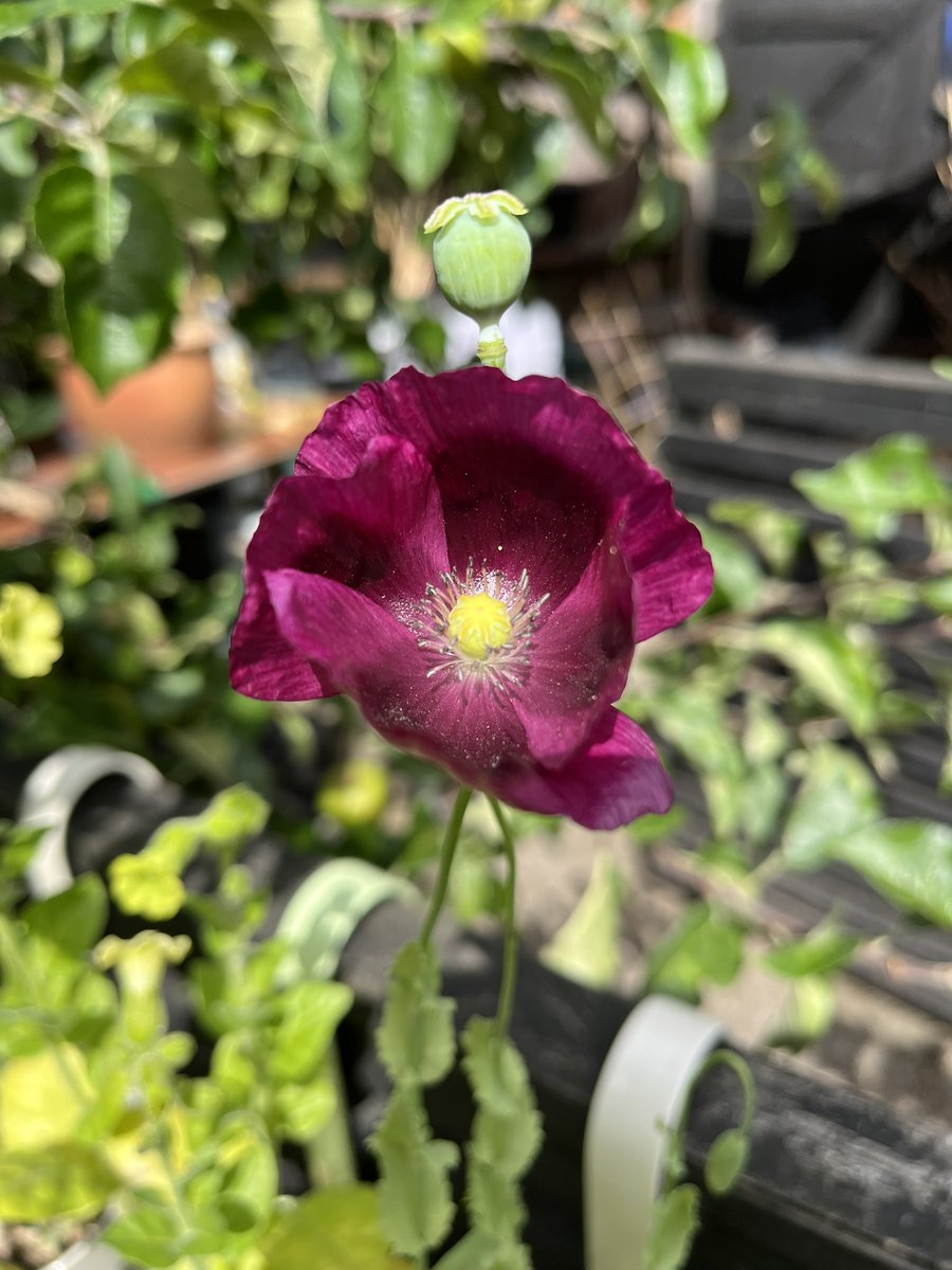 digitalplantpot's tweet image. Poppy ❤️
#GardenersWorld #GardeningX #GardeningIsMyTherapy