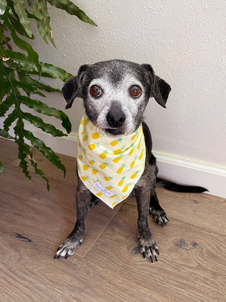 it is a new week. a new opportunity for sandwiches. i am ready.