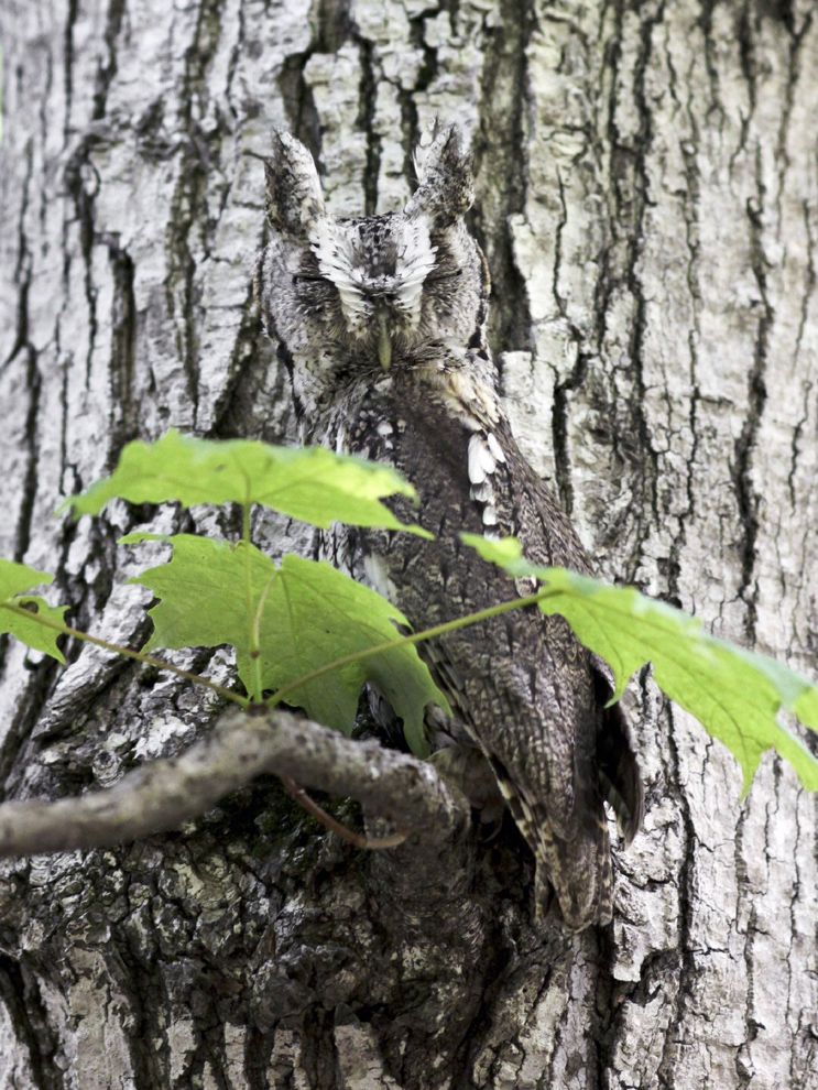 Eastern Screech Owl Camouflage