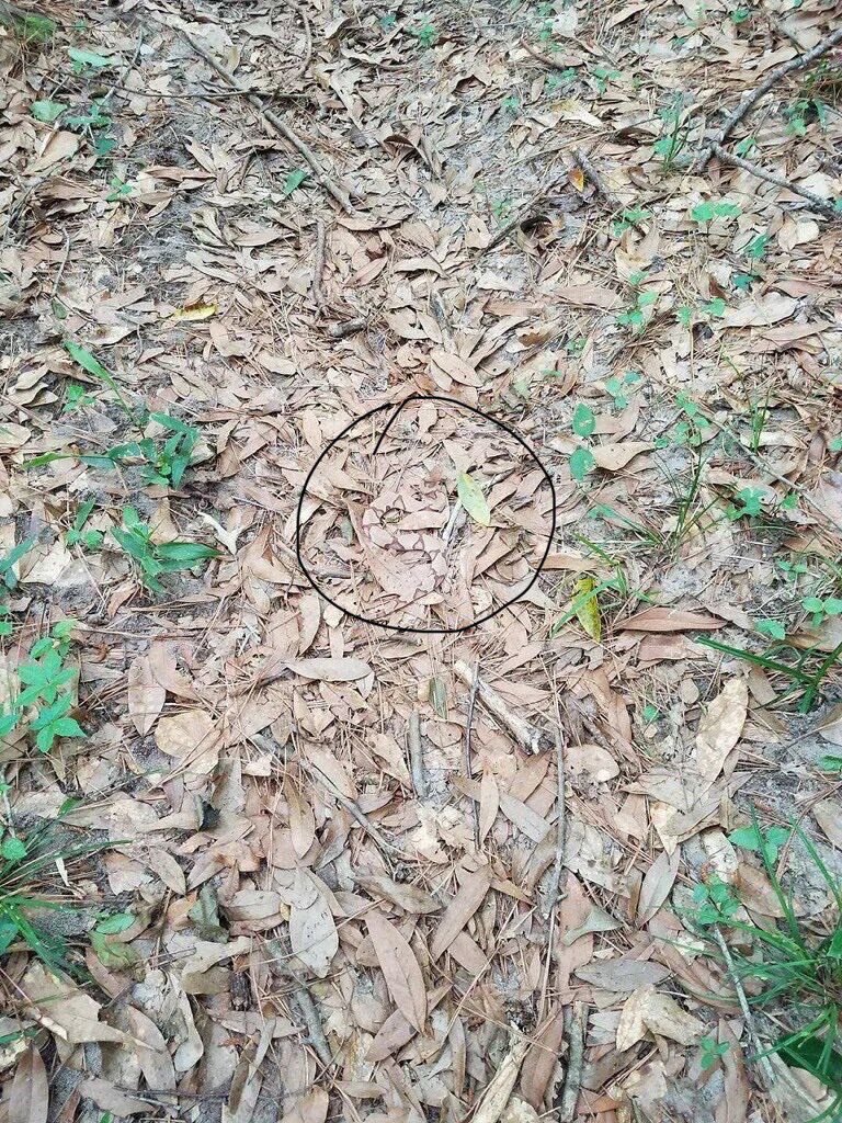 SpecialYemi's tweet photo. @jondreytips Here’s the snake 
7039667134
Opay https://t.co/6zbq30479F