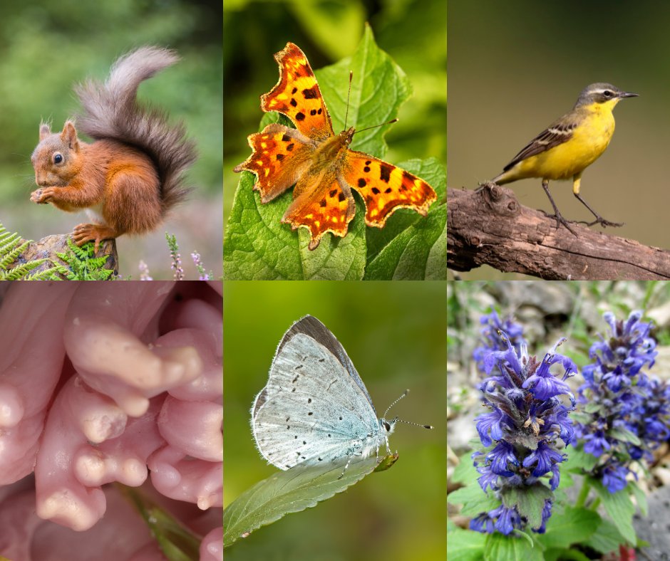 🌈 This Pride Month, nature organisations spotlighted dazzling species—from orchids to dragonflies—celebrating the beauty of diversity. 🌿🦋

At Shropshire Wildlife Trust, we’re proud to say:
You belong in nature. Always.

#PrideInNature #WildAndProud #LGBTQ #NatureForEveryone