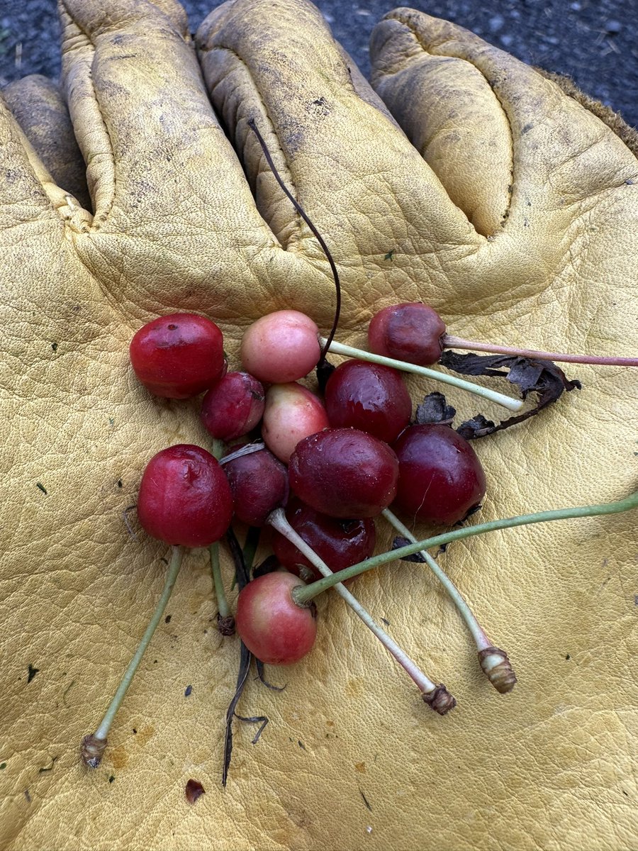 tomschloegel's tweet image. Wild cherry seeds collected. See you next February for sowing. Planning far ahead for more spring blossoms like this!
Prunus avium