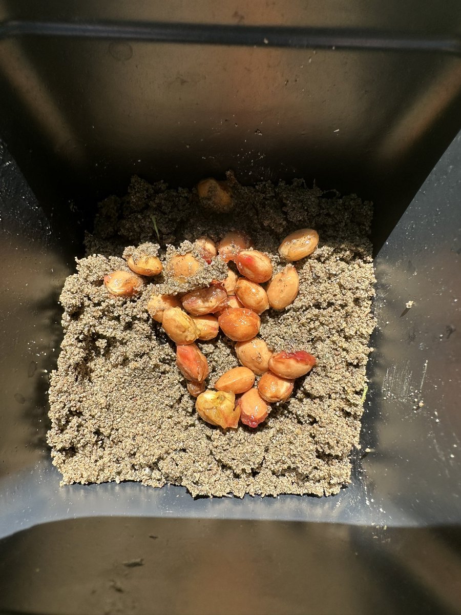 tomschloegel's tweet image. Wild cherry seeds collected. See you next February for sowing. Planning far ahead for more spring blossoms like this!
Prunus avium