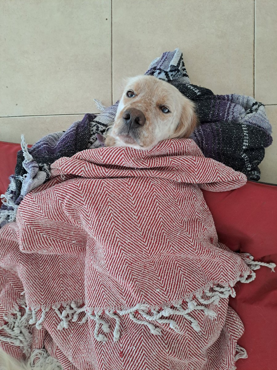 Olaf no es #teaminvierno como su dueño.