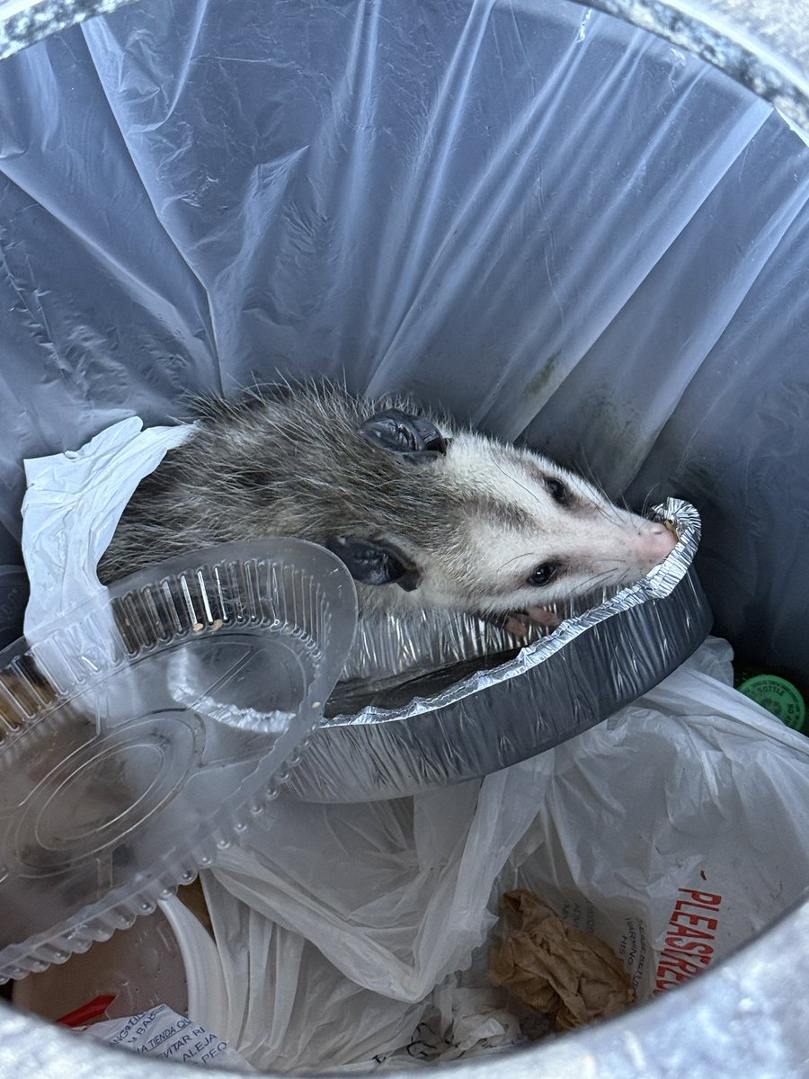 Found this opossum in the garbage can outside our station. Seems to be enjoying some shade and catching a snack at the same time.