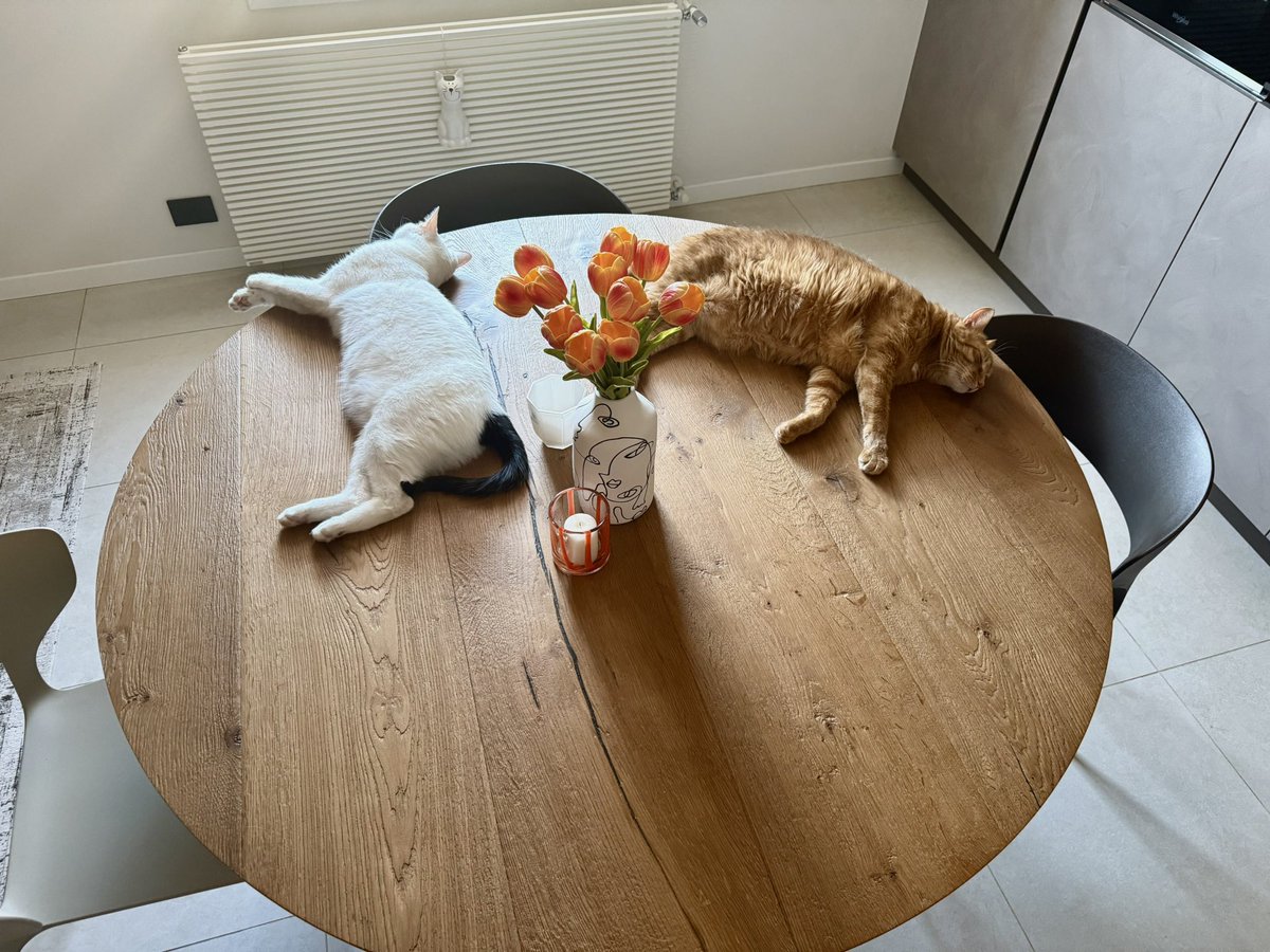 Two cats are now muoruti on the table