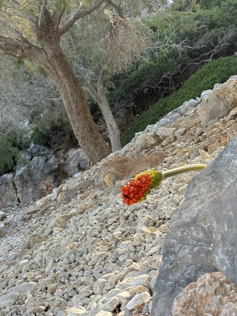 What is this plant and why is it looking at me like this
