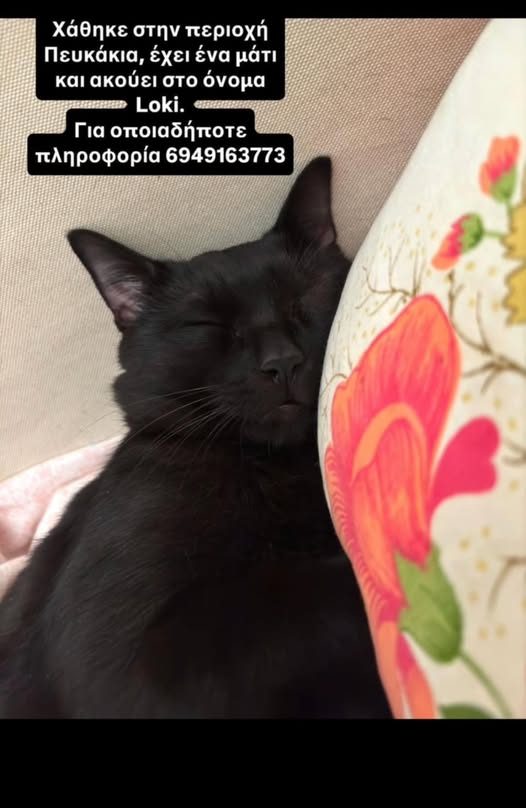 🆘🆘🆘🆘
Εχει χαθεί το συγκεκριμένο γατάκι από την περιοχή πάνω από το σταθμό τρένου στα Πευκάκια. Οποίος ξέρει κάτι παρακαλώ να επικοινωνήσει στο τηλέφωνο της φωτογραφίας.
