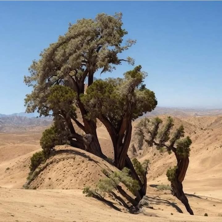 Describe in one word what you see in this image.
