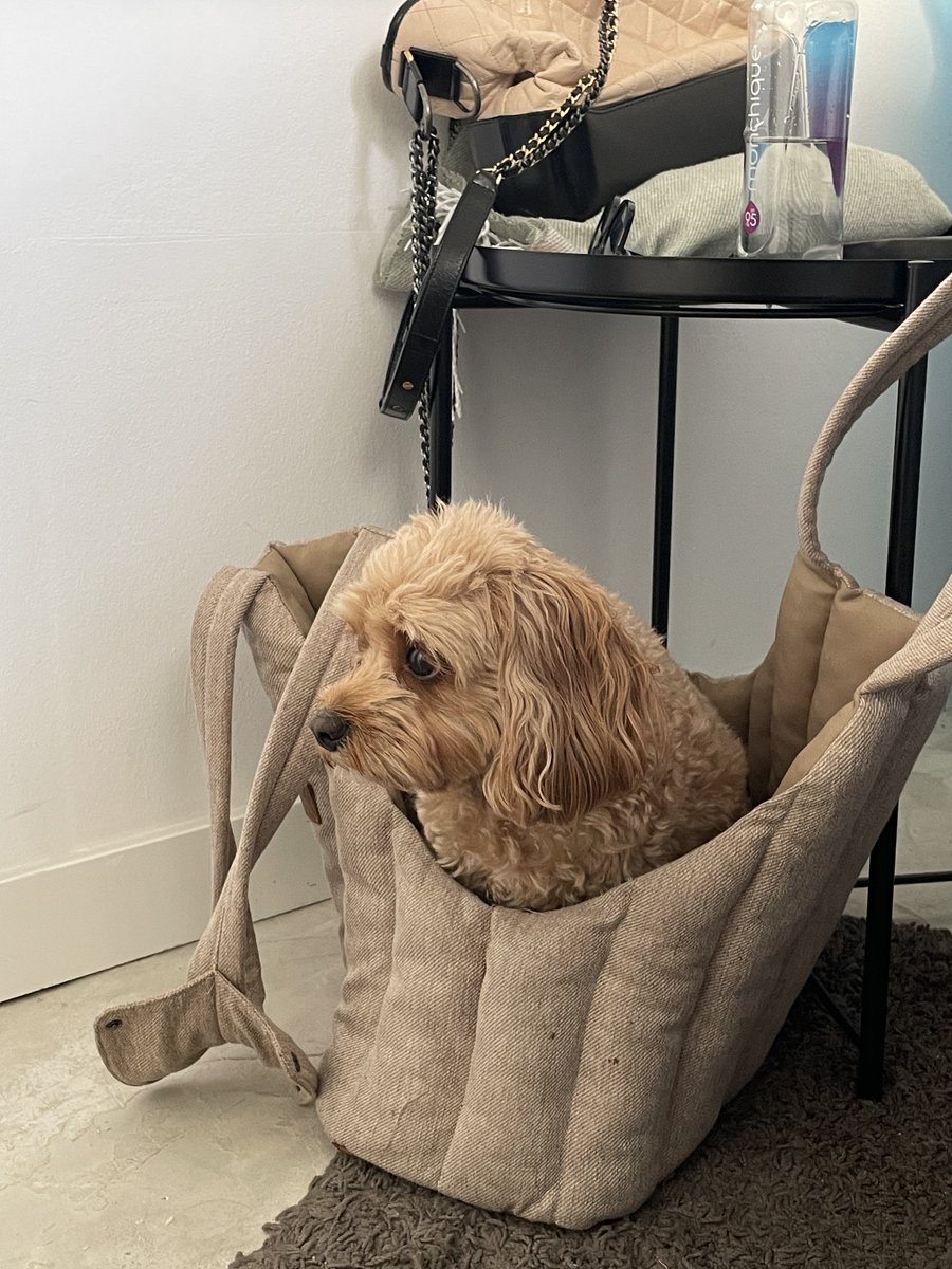 подарите мне такую собаку ☹️