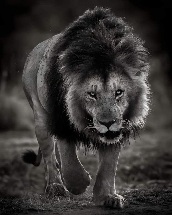 Aslanlar ileri yürür 

Hayırlı akşamlar