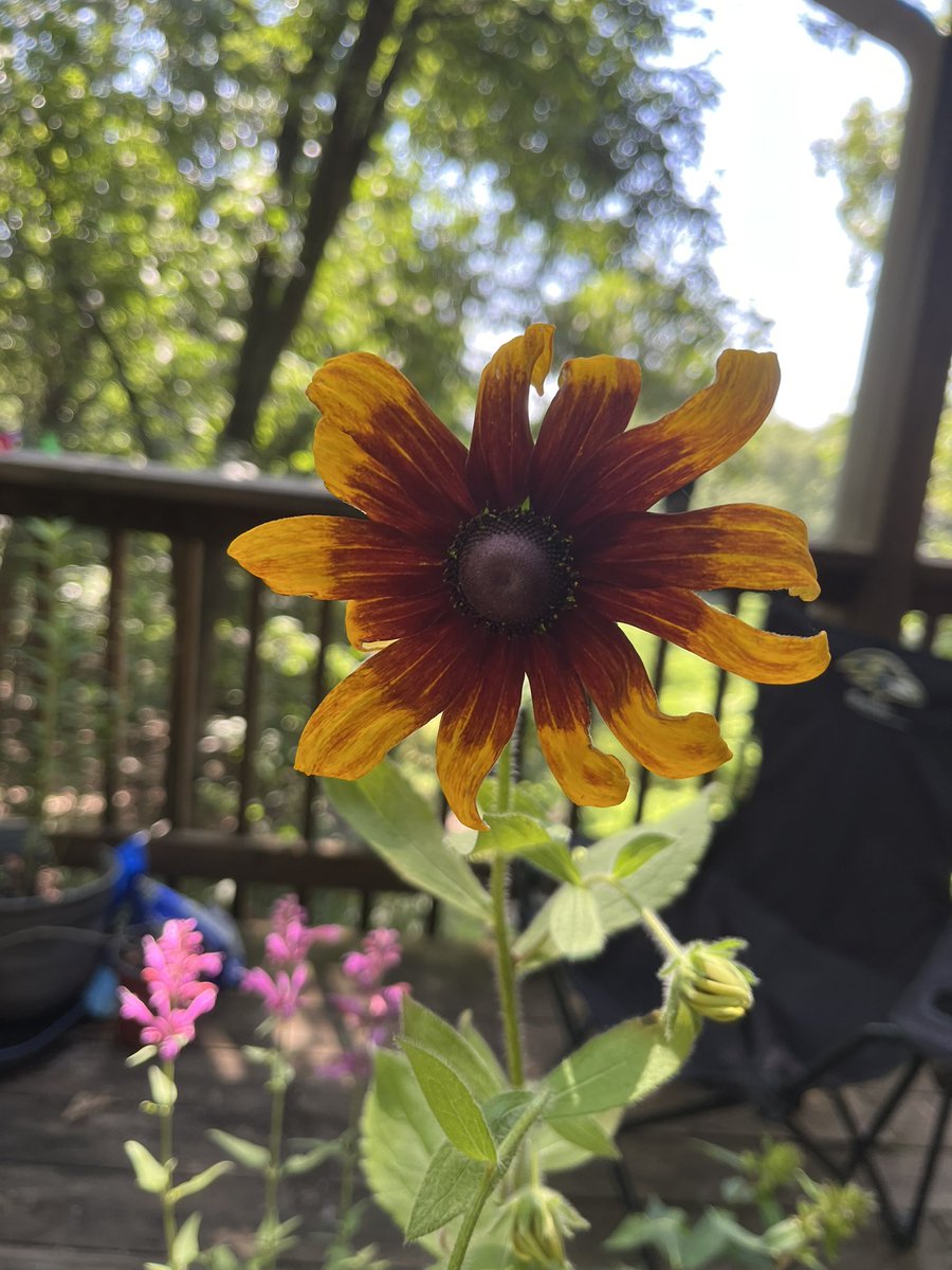 One of my new plants I bought in April/May when it was just a wee thing. A Missouri native, “Black eyed Susan.” The petal are firm and crinkly. Isn’t it cute!☺️ 
“Rudbeckia hirta” Here’s looking at you <a href="/Farmer31548981/">Farmer,Till, I die or get Disappeared</a> 😬.