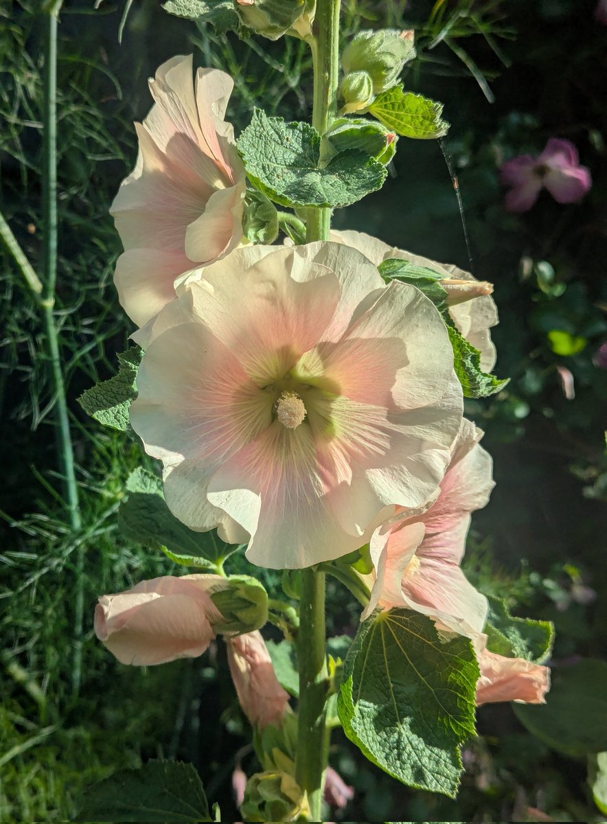 Starting  summertime with my 🌸 favourite cottage variety coral  🌸 Hollyhocks!  🤗                                🌿
#GardensHour #Flowers #summer