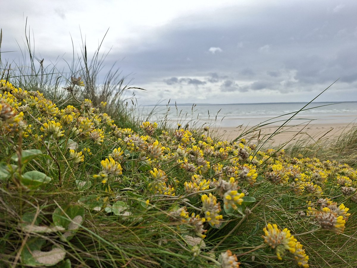 Kidney vetch on Erris coast