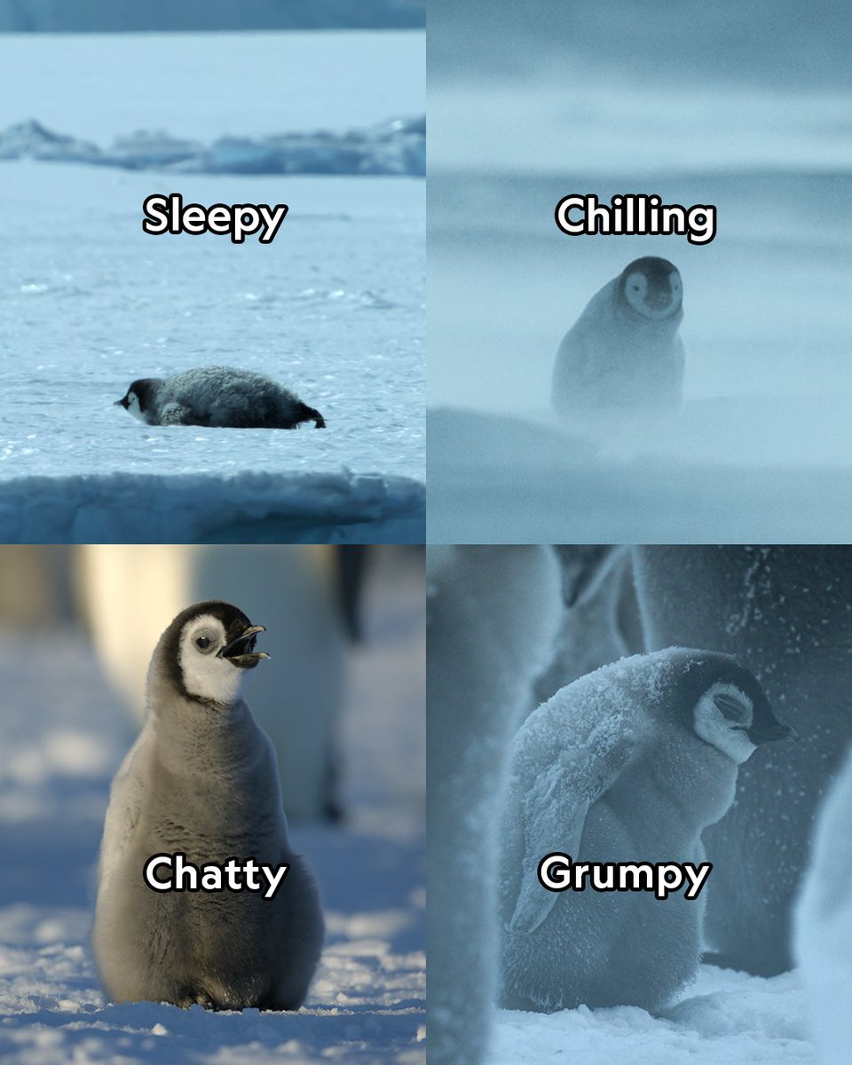 National Geographic Animals tweet media