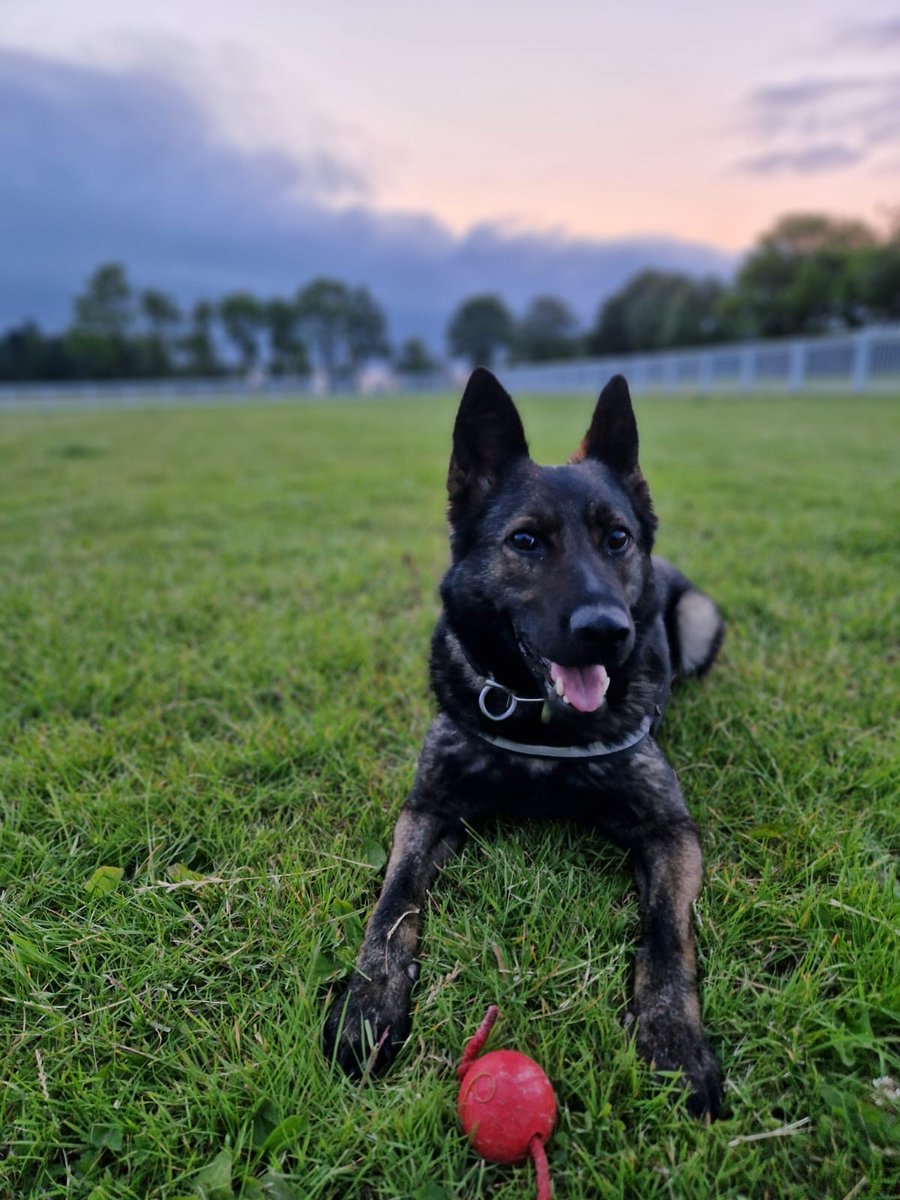 StaffsDogs's tweet image. A male has ran from a vehicle on the M6 this evening after trying to ram his way through Police vehicles.
#PDBONES attended the location and was deployed. Following a track she has located the suspect hiding in the undergrowth.. he decided not to run #arrested SP-20250623-0710