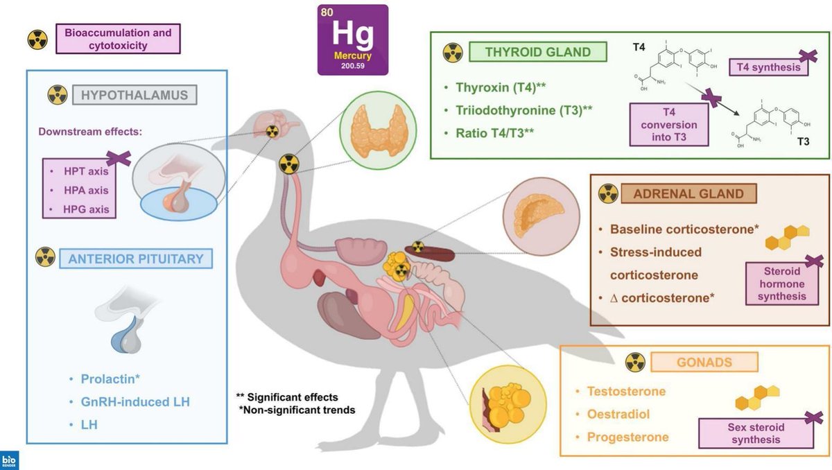 David Costantini (@davidzool) on Twitter photo have a look at our meta-analysis on endocrine-disrupting properties of mercury in birds <a href="/wild_smanne/">Manrico Sebastiano</a> sciencedirect.com/science/articl… have a look at our meta-analysis on endocrine-disrupting properties of mercury in birds <a href="/wild_smanne/">Manrico Sebastiano</a> sciencedirect.com/science/articl…