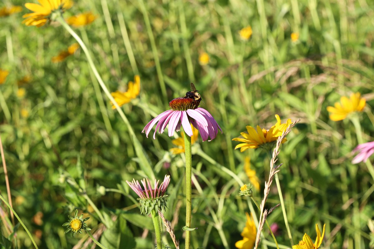 missourisoybean's tweet image. Supporting pollinators = supporting the planet 🐝🌎

This weekend Missouri Soybeans and @MDC_online partnered to host a Pollinator Tour educating about prescribed burns, grazing practices, and other pollinator habitat management strategies.

#MOSoy #HabitatManagement