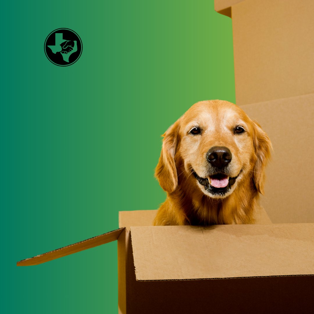 Moving with pets? 🐾 Relocation can be a big adjustment for them too.

Read our latest blog for tips to help keep tails wagging and whiskers calm: ow.ly/ZRoE50W3JsR

#TrustGermania